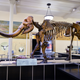 Mastodon fossil on display at the American Museum of Natural History.